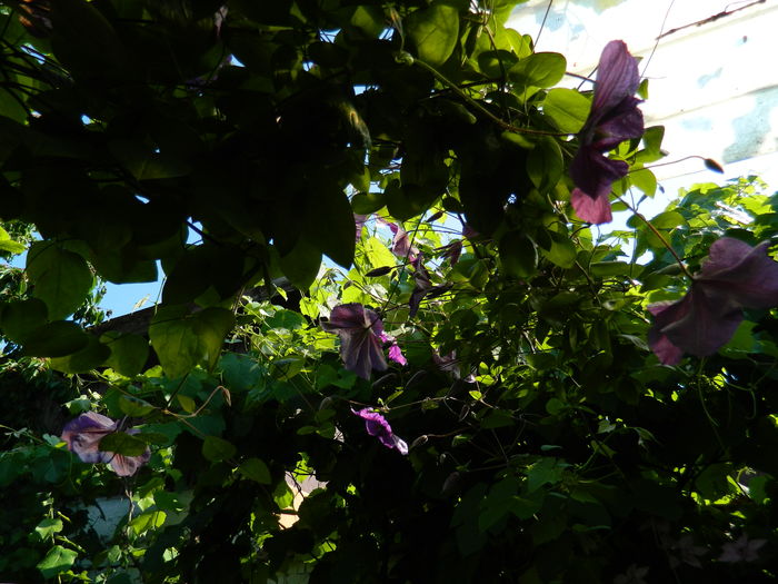 DSCN0258
