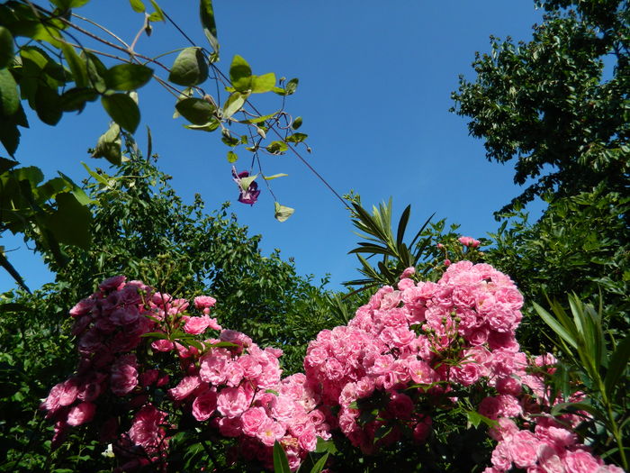 DSCN0279
