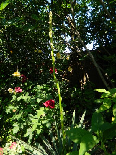 DSCN0288