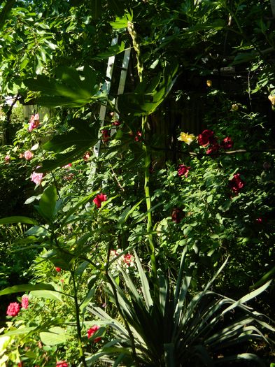 DSCN0300 - 2016 IUNIE