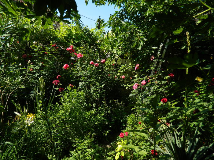 DSCN0306 - 2016 IUNIE