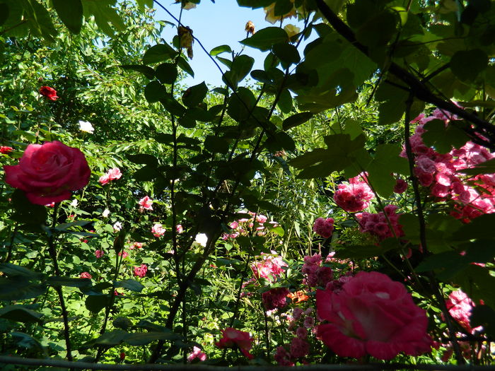 DSCN0338 - 2016 IUNIE