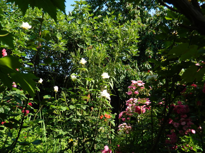 DSCN0339 - 2016 IUNIE