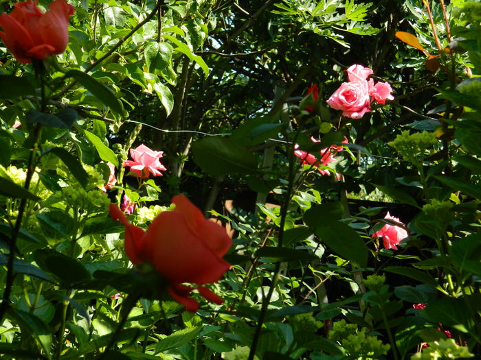 DSCN0343 - 2016 IUNIE