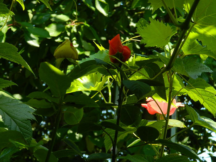DSCN0350 - 2016 IUNIE