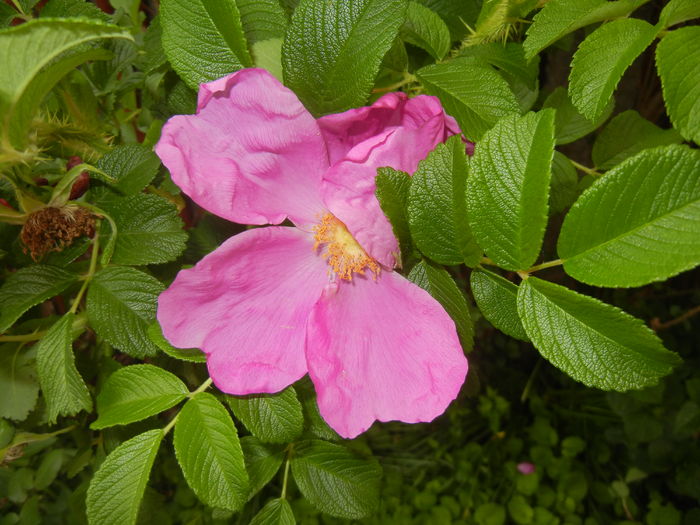 Rosa rugosa (2016, May 06)