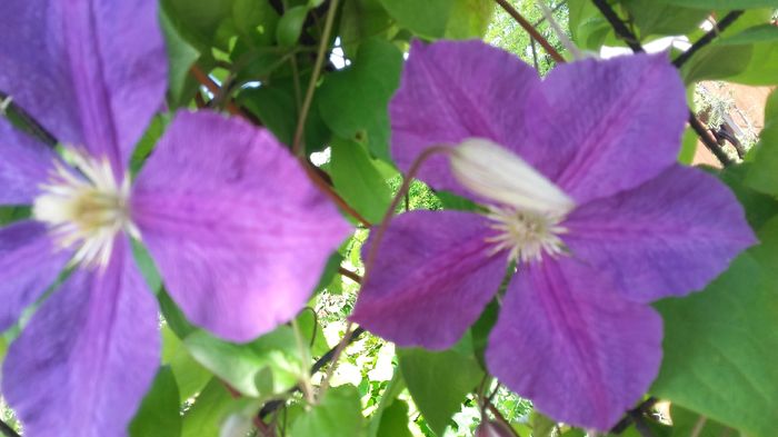 20160601_105105 - CLEMATITE