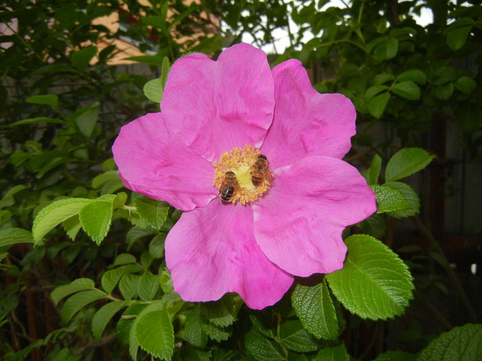 Rosa rugosa (2016, May 06)
