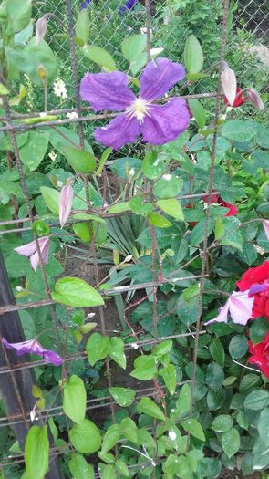 20160602_171404 - CLEMATITE