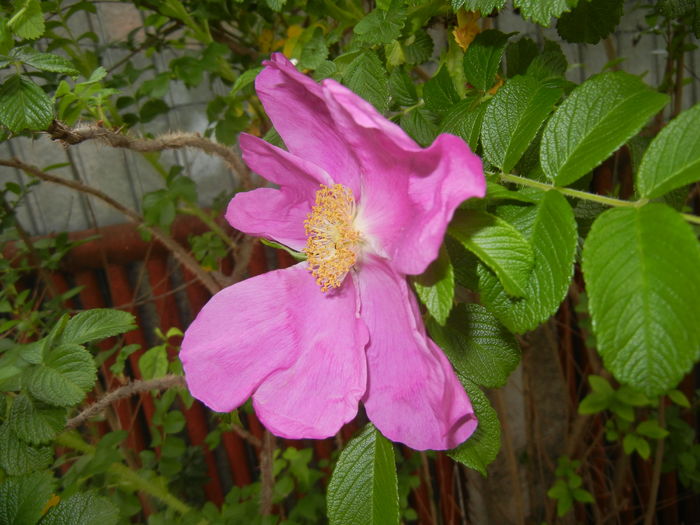Rosa rugosa (2016, May 06)