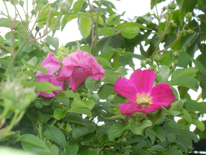 Rosa rugosa (2016, May 10)