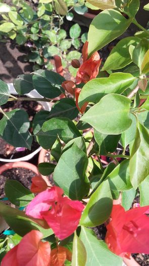 20160603_103958 - Bougainvillea