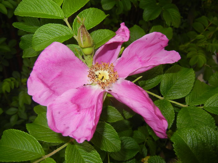 Rosa rugosa (2016, May 10)