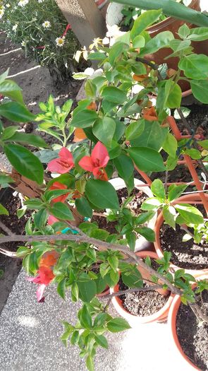 20160602_171904 - Bougainvillea