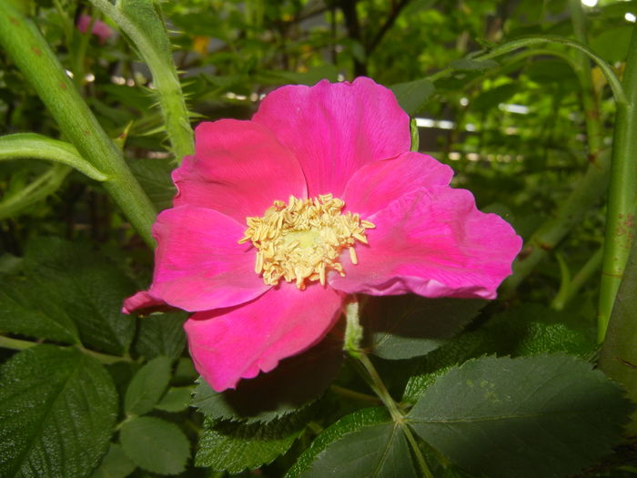 Rosa rugosa (2016, May 10)