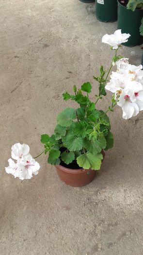 20160603_104106