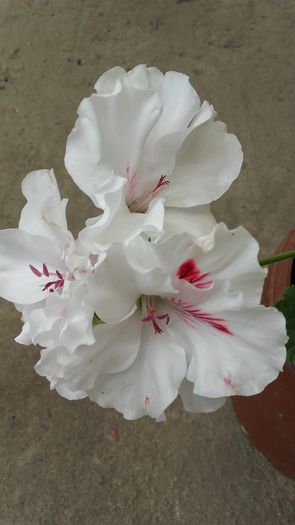 20160603_104109