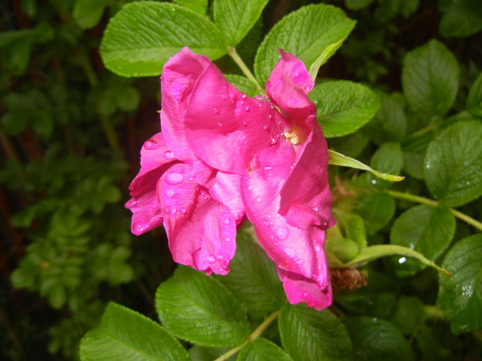 Rosa rugosa (2016, May 17)