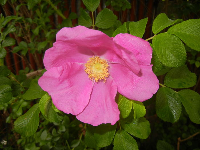 Rosa rugosa (2016, May 17)