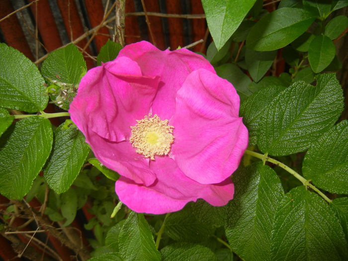 Rosa rugosa (2016, May 21)