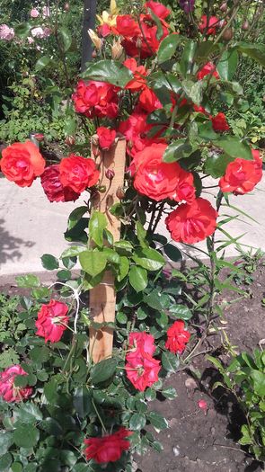 20160601_105832 - Trandafirii iunie
