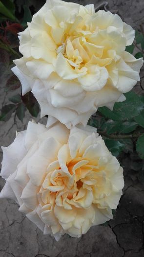 20160602_171240 - Trandafirii iunie