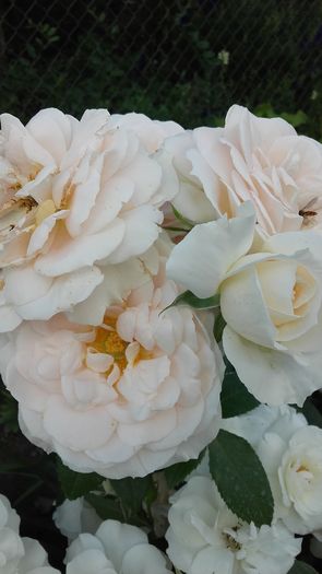 20160602_171343 - Trandafirii iunie