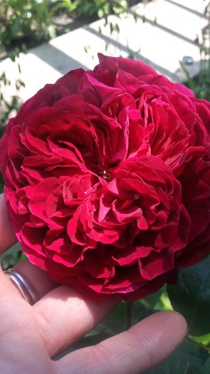 20160528_133054 - Trandafirii iunie