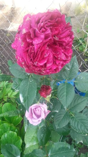 20160531_072701 - Trandafirii iunie
