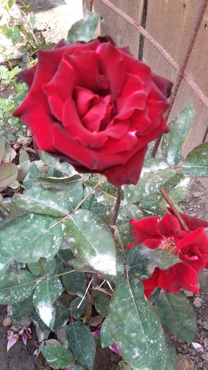 20160603_105108 - Trandafirii iunie