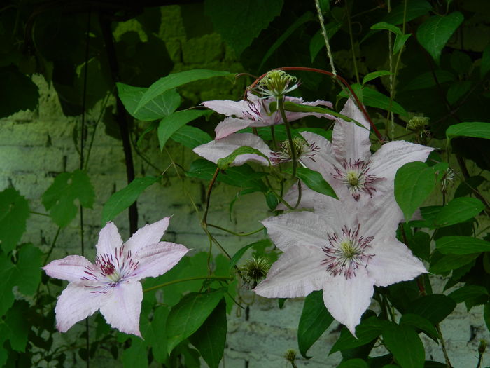 DSCN1321 - 2016 BRUGMANSII_CLEMATITE_HORTENSII