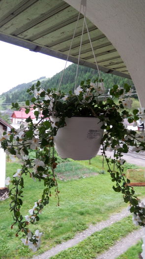 Bacopa alba - Flori de terasa