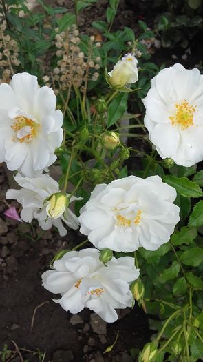 20160602_171226