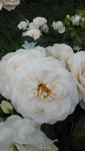 20160602_171340