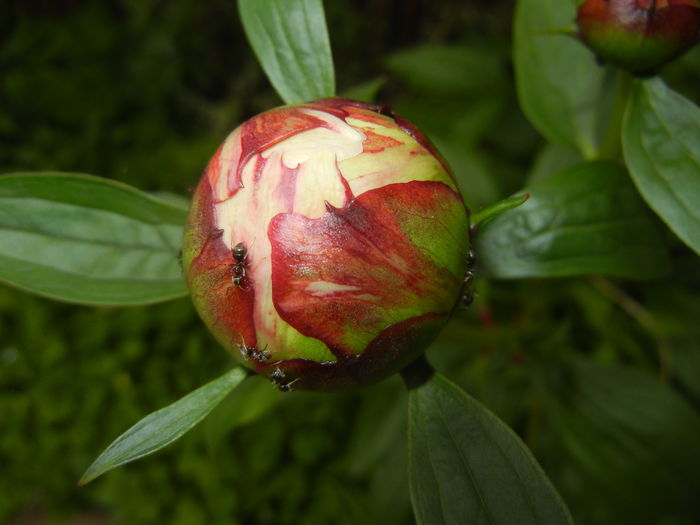 White Peony (2016, May 06)