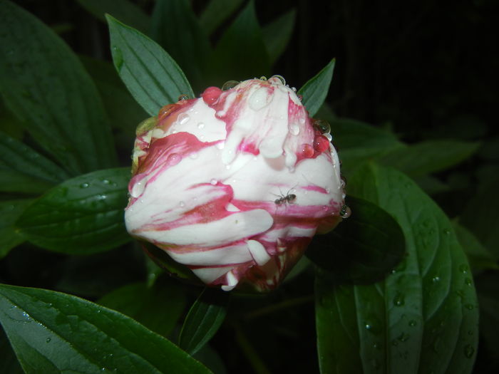 White Peony (2016, May 17)