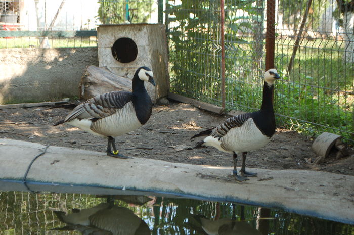 DSC_1143 - Gaste Calugarita - Branta leucopsis