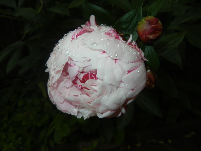 White Peony (2016, May 17)