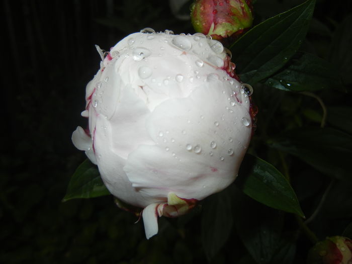 White Peony (2016, May 17)