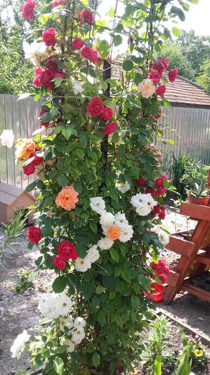 20160603_104929