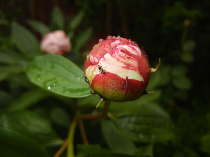 White Peony (2016, May 17)