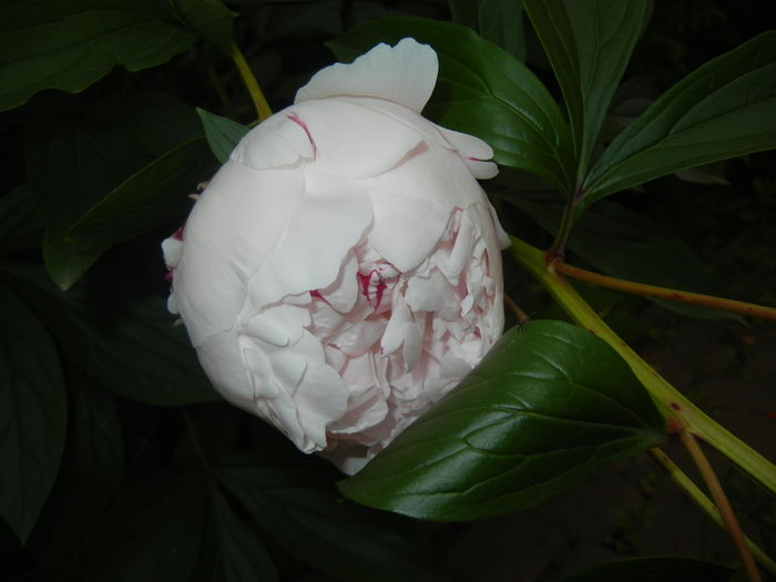 White Peony (2016, May 21) - Peony White