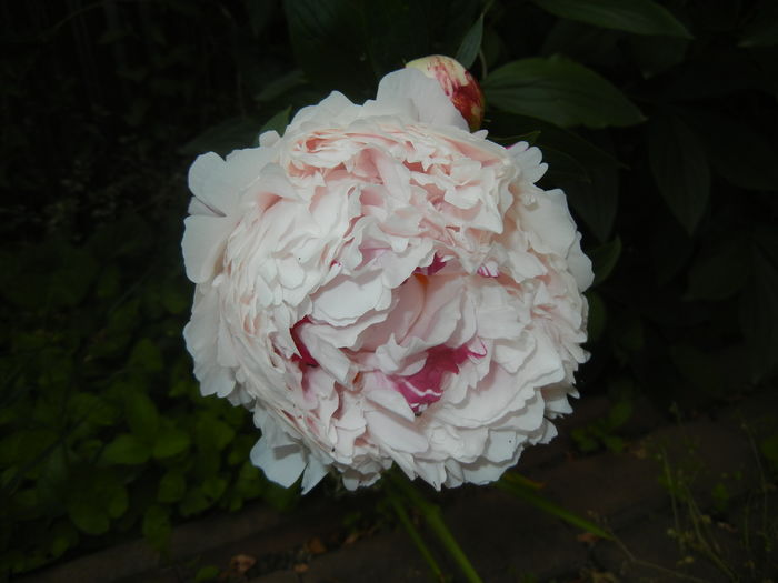 White Peony (2016, May 21)