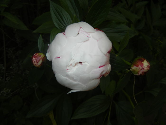 White Peony (2016, May 21) - Peony White