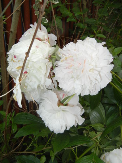 White Peony (2016, May 27)