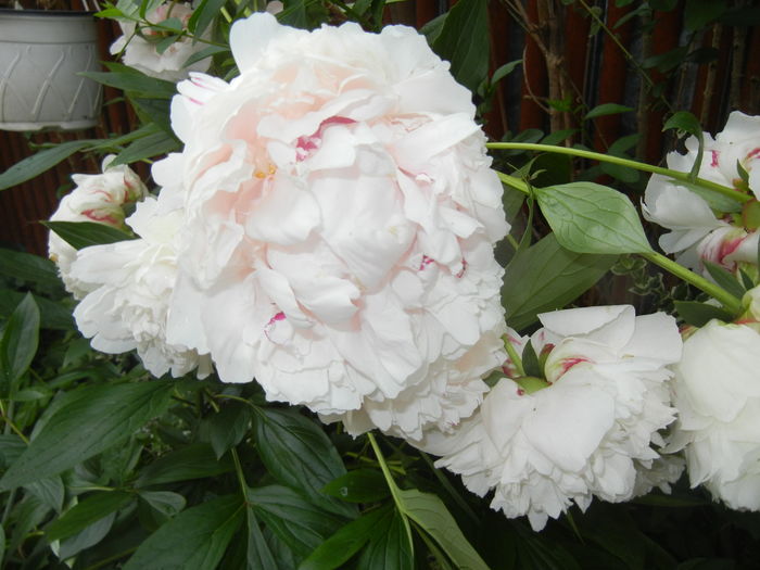 White Peony (2016, May 27)