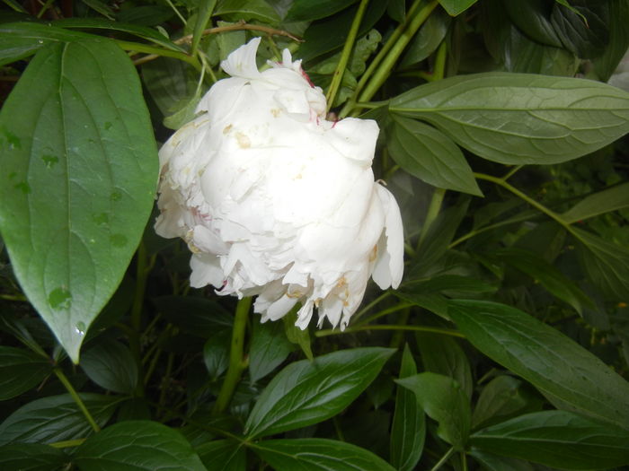 White Peony (2016, May 27) - Peony White