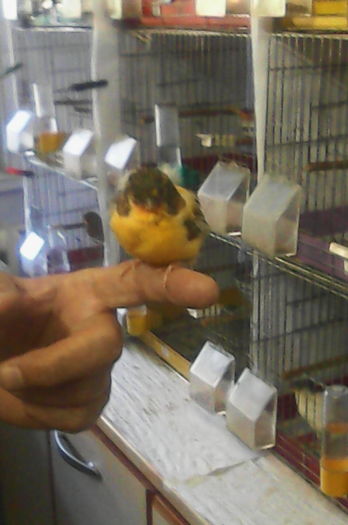 Norwich-pui - Canari la cuib -2016