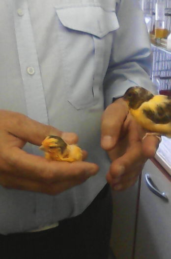 Norwich-pui - Canari la cuib -2016