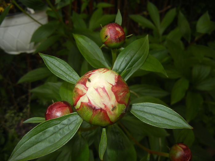 White Peony (2016, May 10)